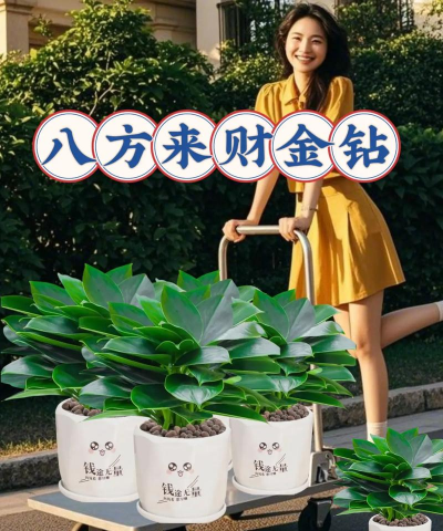 家庭养花用生根粉