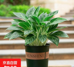 白雪公主盆栽怎么养护