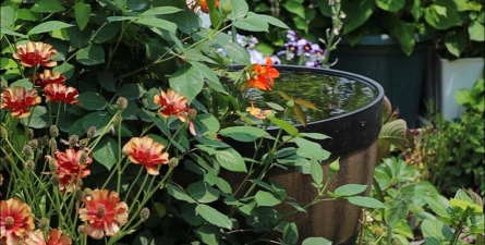 家庭养花用生根粉