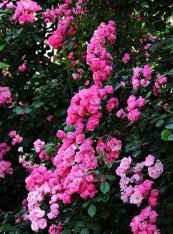 野蔷薇开什么颜色花好看