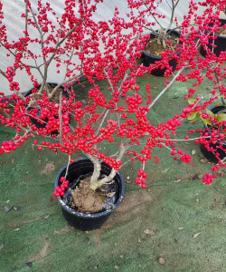 红果冬青落叶怎么回事