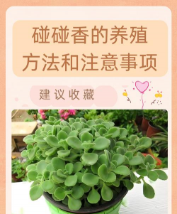 碰碰香怎么繁殖绿萝