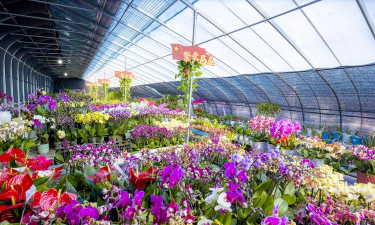 家庭养花用生根粉