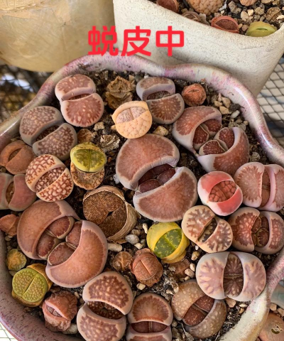 生石花脱皮怎么处理