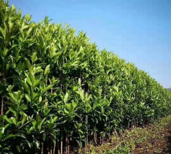 大叶冬青用什么树嫁接