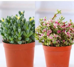 雅乐盆栽花怎么养殖方法