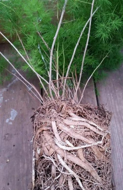 蓬莱松根部长什么样