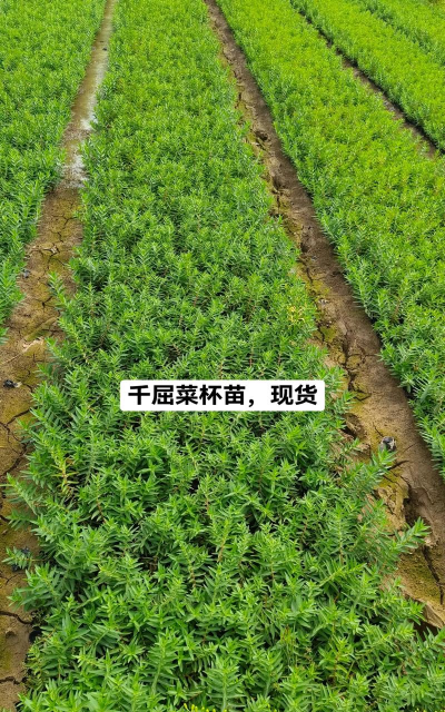 千屈菜的养殖与栽培