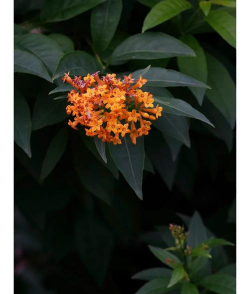 黄花夜香树有什么作用