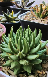 龙牙牡丹小苗怎么养