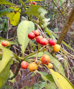 植物九节是什么样子