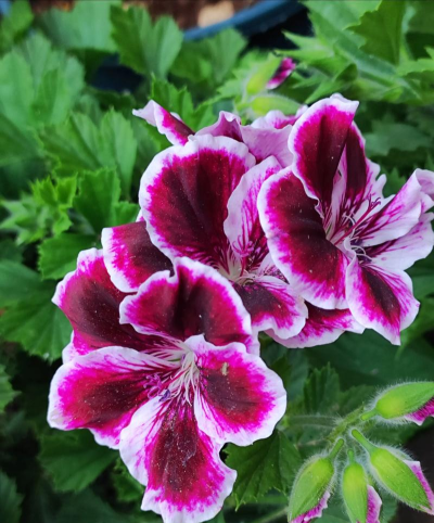 蝴蝶梅的花什么样