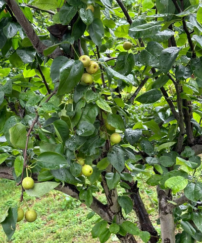 西洋梨什么时候开花