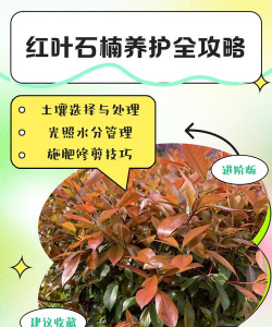 石楠如何养护