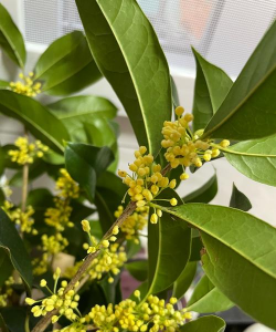 现在桂花开花是什么桂花