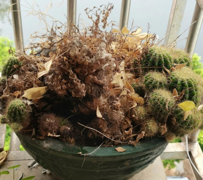 家庭养花用生根粉