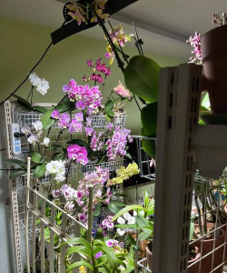 家庭养花用生根粉