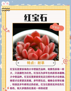多肉红宝石寓意是什么