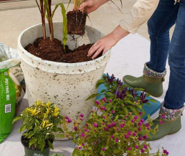 家庭养花用生根粉