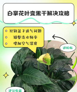 白掌芯发黑怎么处理