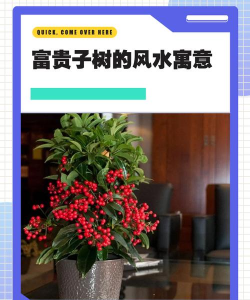 什么树和富贵子是亲戚