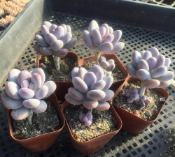 桃美人春天长什么样