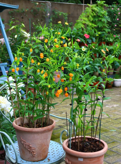 宫灯百合花种根如何保存