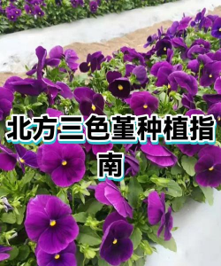 北方如何种植三色堇