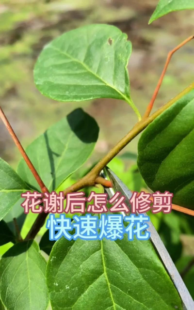 家庭养花用生根粉