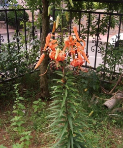 卷丹百合黑球如何种植