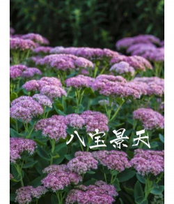 什么是景天植物