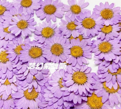 粉紫色的小雏菊叫什么