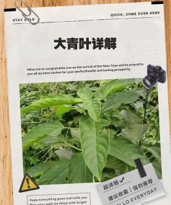 青叶的花语是什么意思