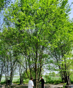 白榆和榔榆什么区别