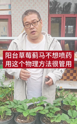 不打药怎么除蓟马