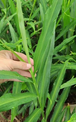 老姜的叶子长什么样