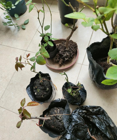 家庭养花用生根粉