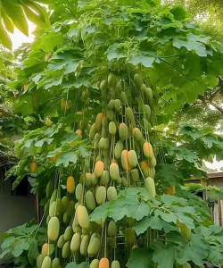 跟木瓜很像的是什么树