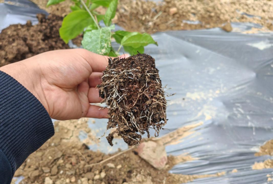 家庭养花用生根粉