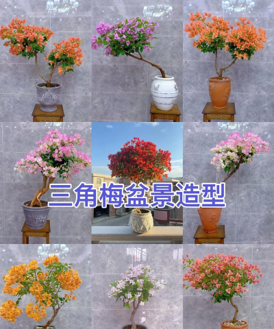 单杆式三角梅如何造形