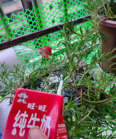 坏了的牛奶怎么用来浇花