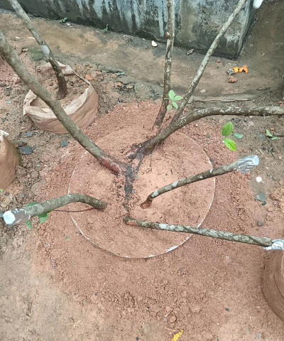 家庭养花用生根粉