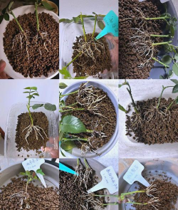 纤插是什么样的