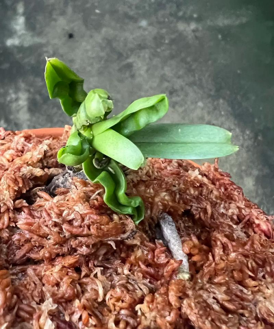 水晶兰种子该怎么种