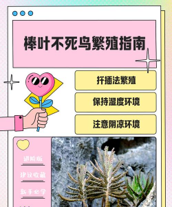 家庭养花用生根粉