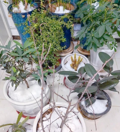 家庭养花用生根粉