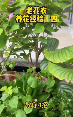 家庭养花用生根粉