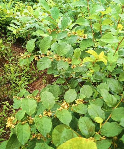 虎杖适合在什么地方种植