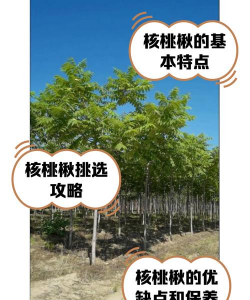 核楸树什么时间修剪