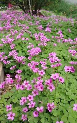 红花酢浆草是什么样子